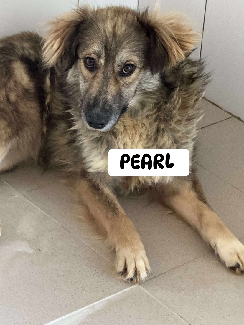 Raise Travel & Prep Funds for 5 Romanian Dogs campaign photo, 4 of 8