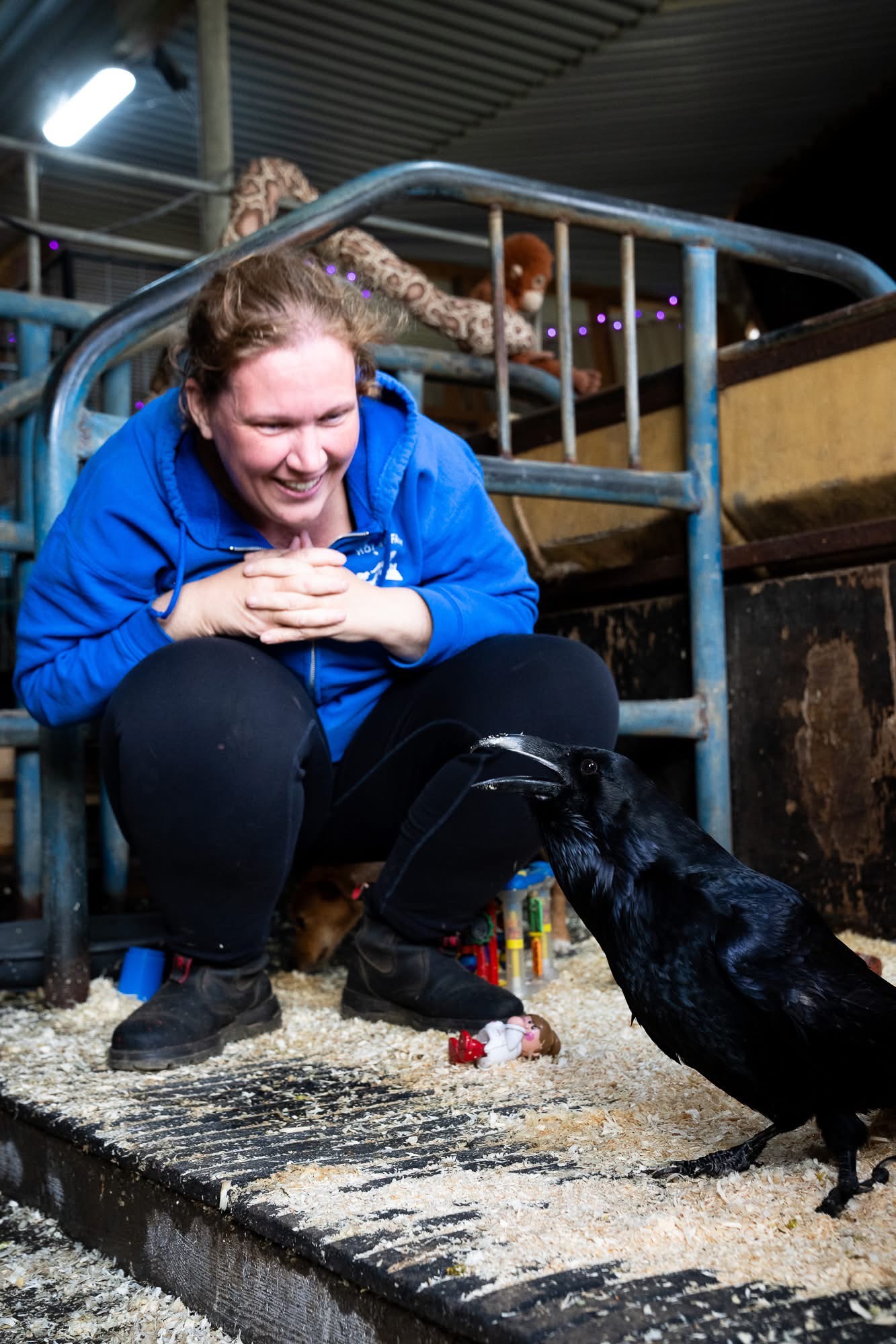 Help Us House Rescued Animals in Iceland! campaign photo, 7 of 8
