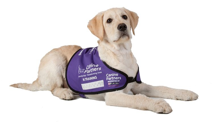 Team Vita takes on the Yorkshire 3 peaks for Canine Partners campaign photo, 5 of 6