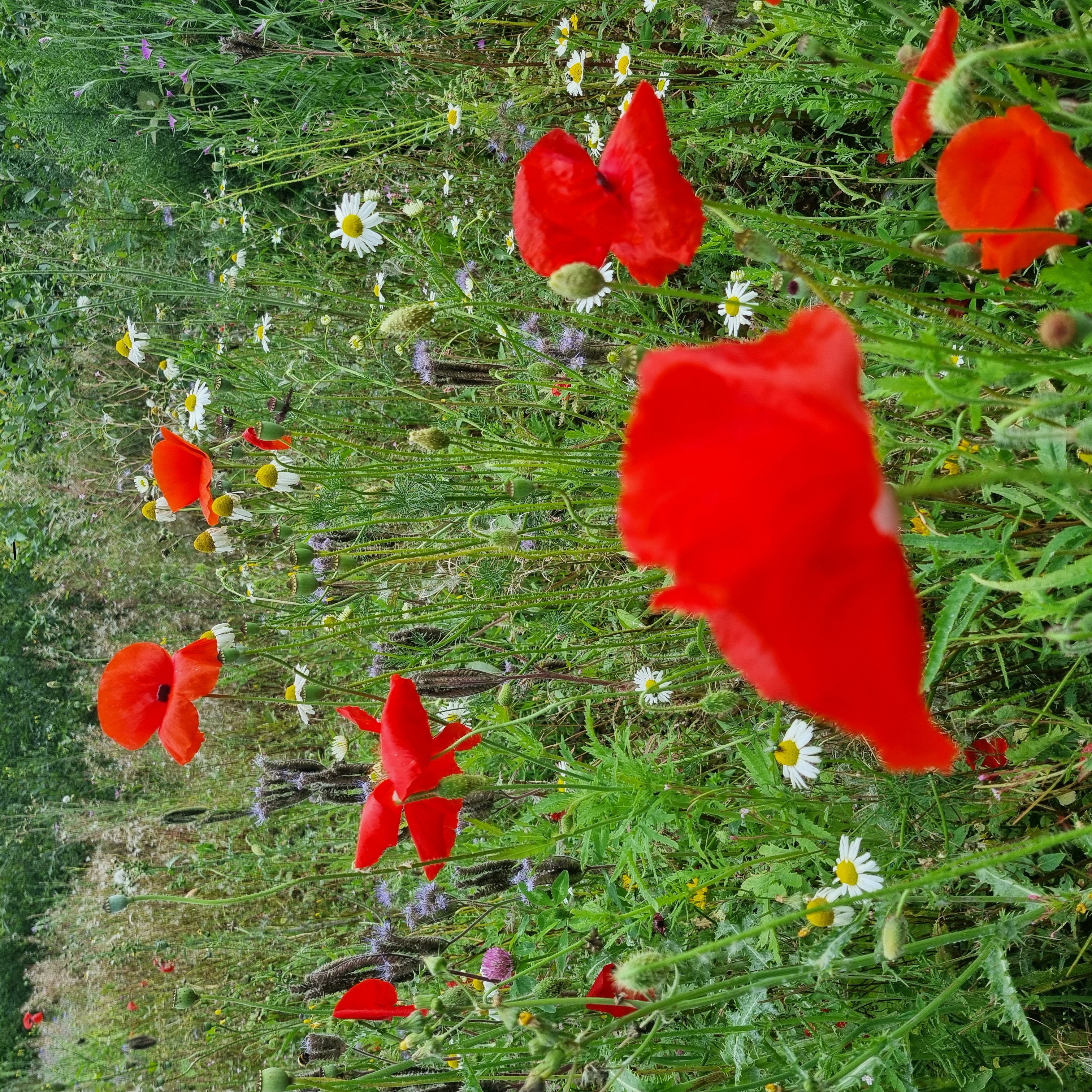 Corrin Nature Reserve Annual Sunflower Day campaign photo, 2 of 5