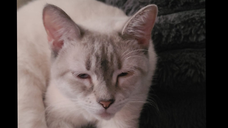 Animal loving family in need of help.
For family cat photo