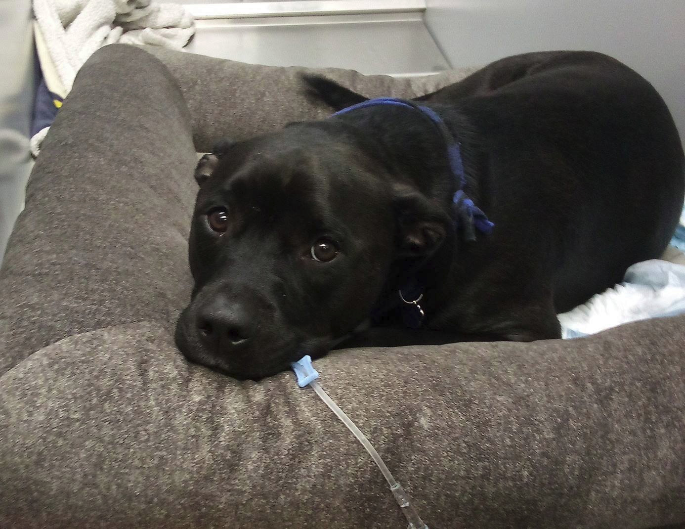 Donate to Brian and Sarah's Pet Care Fund campaign photo, 7 of 8