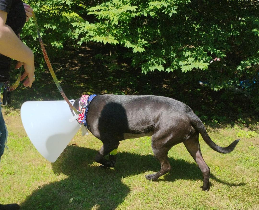 Donate to Brian and Sarah's Pet Care Fund campaign photo, 5 of 8