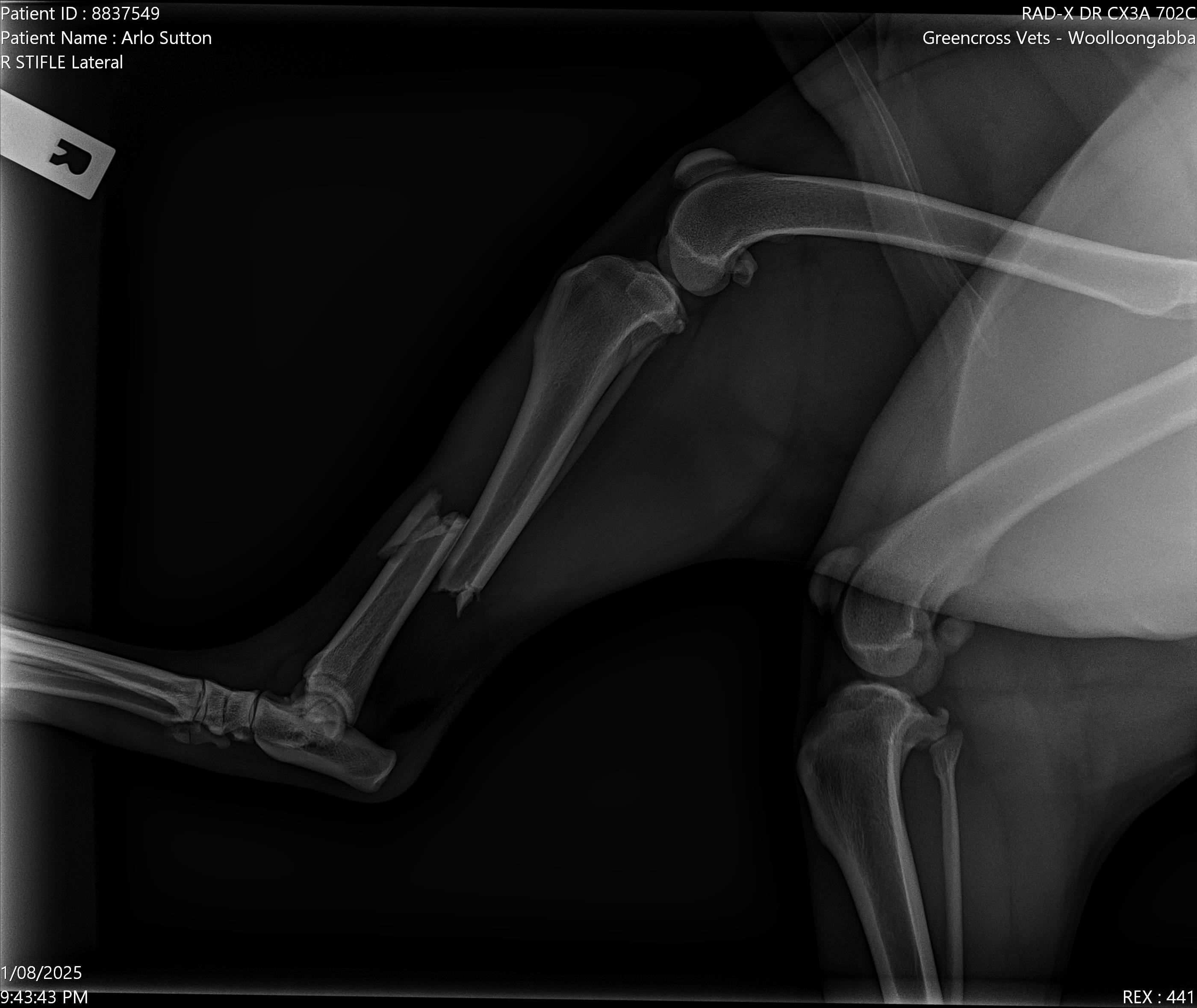 Arlo needs Surgery campaign photo, 7 of 8