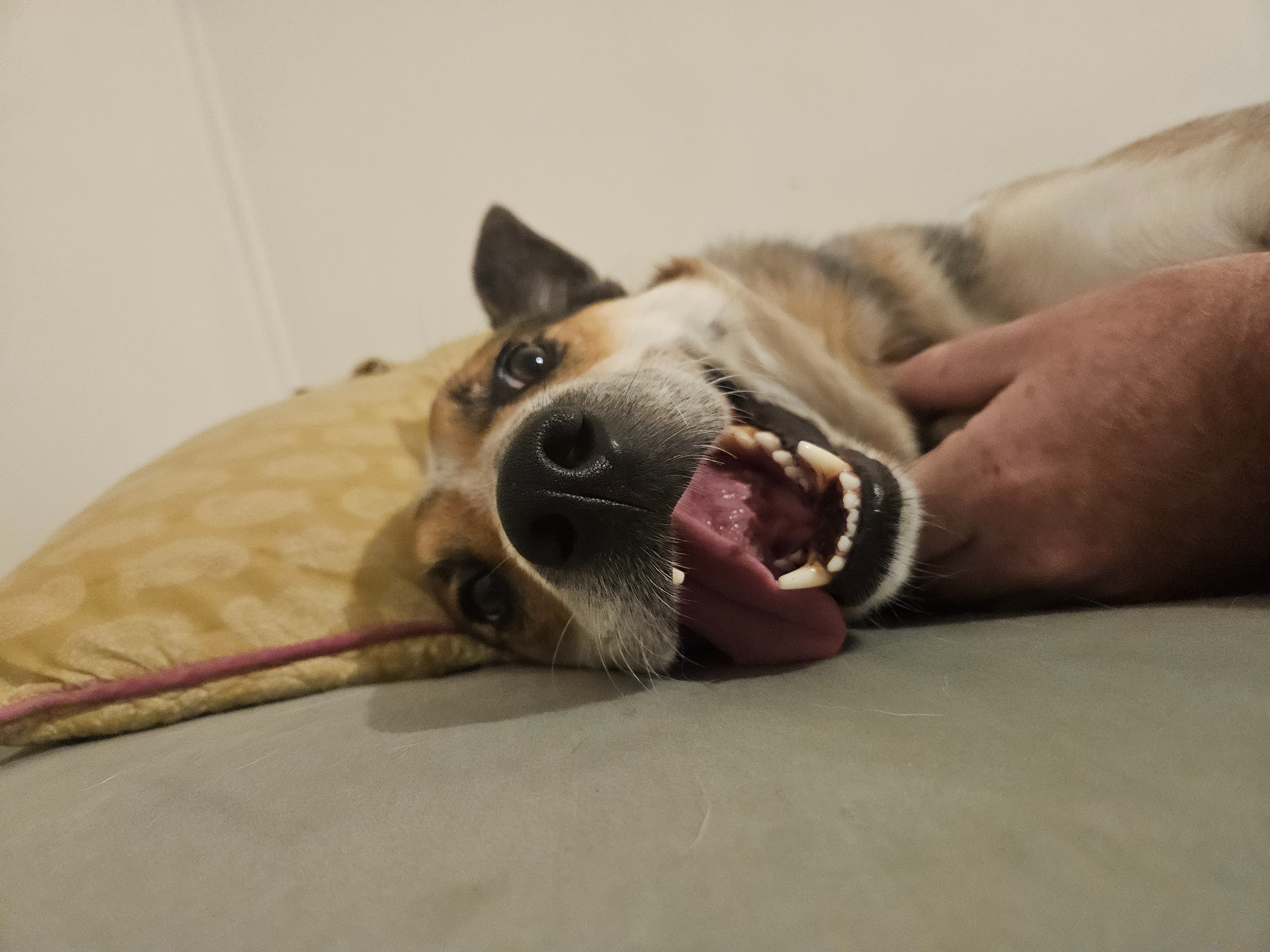 Arlo needs Surgery campaign photo, 4 of 8