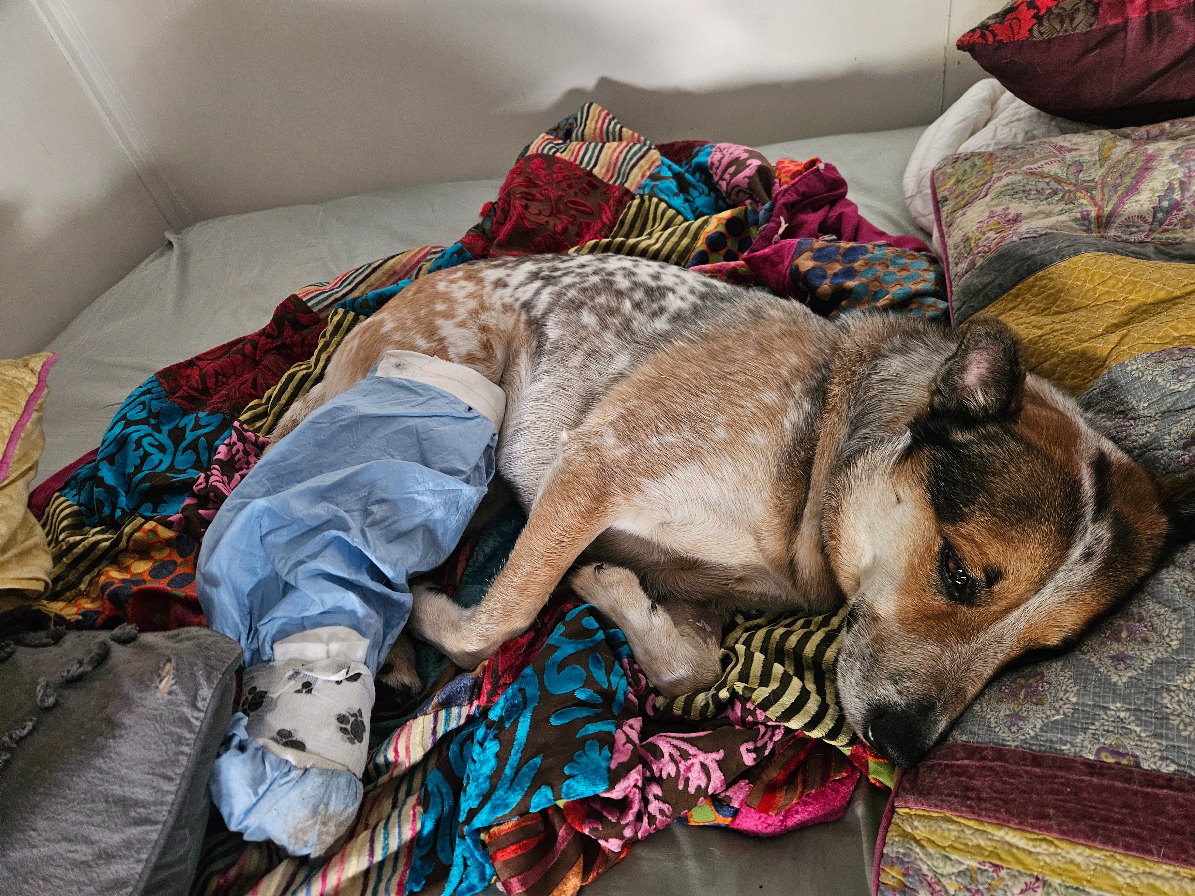 Arlo needs Surgery campaign photo, 5 of 8