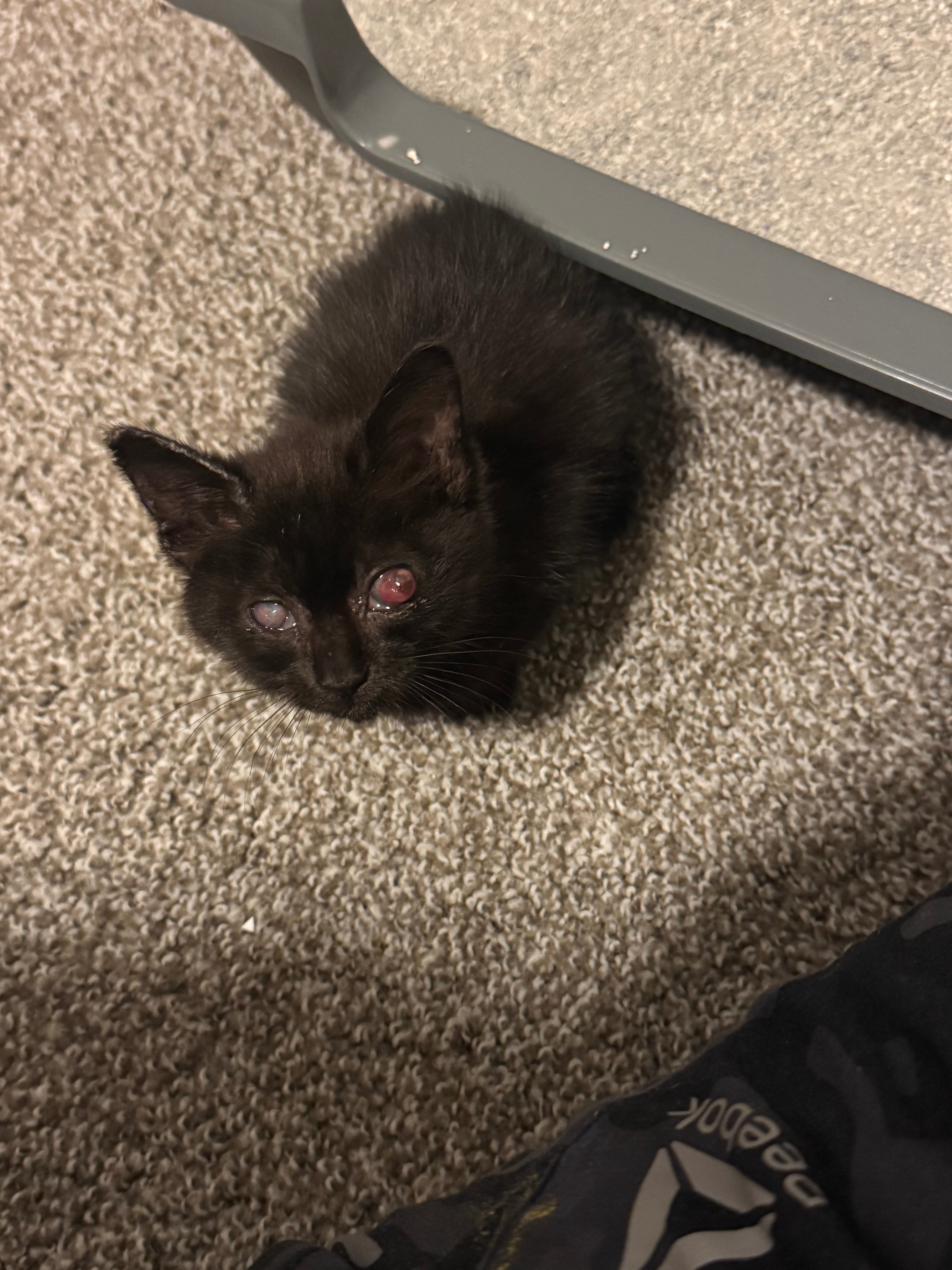 Please Help Baby Raven campaign photo, 2 of 3