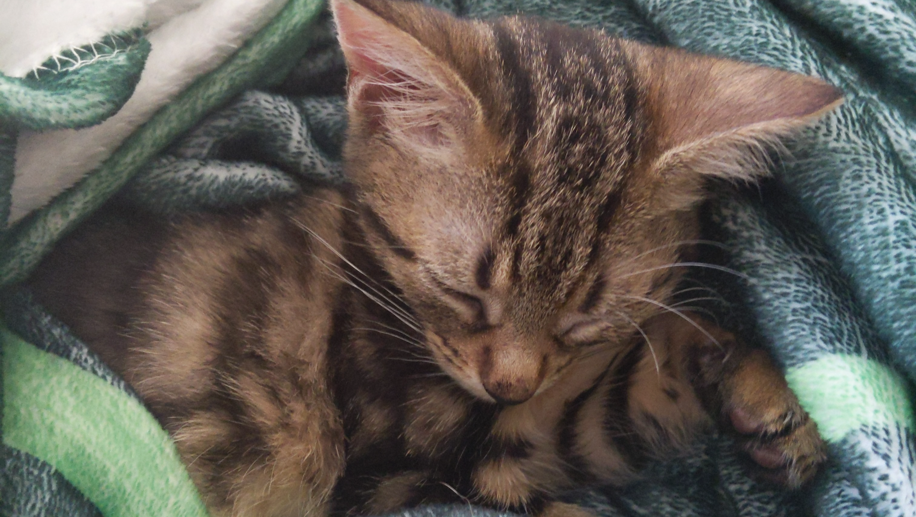 Support Silvia's Eye Surgery Fund photo