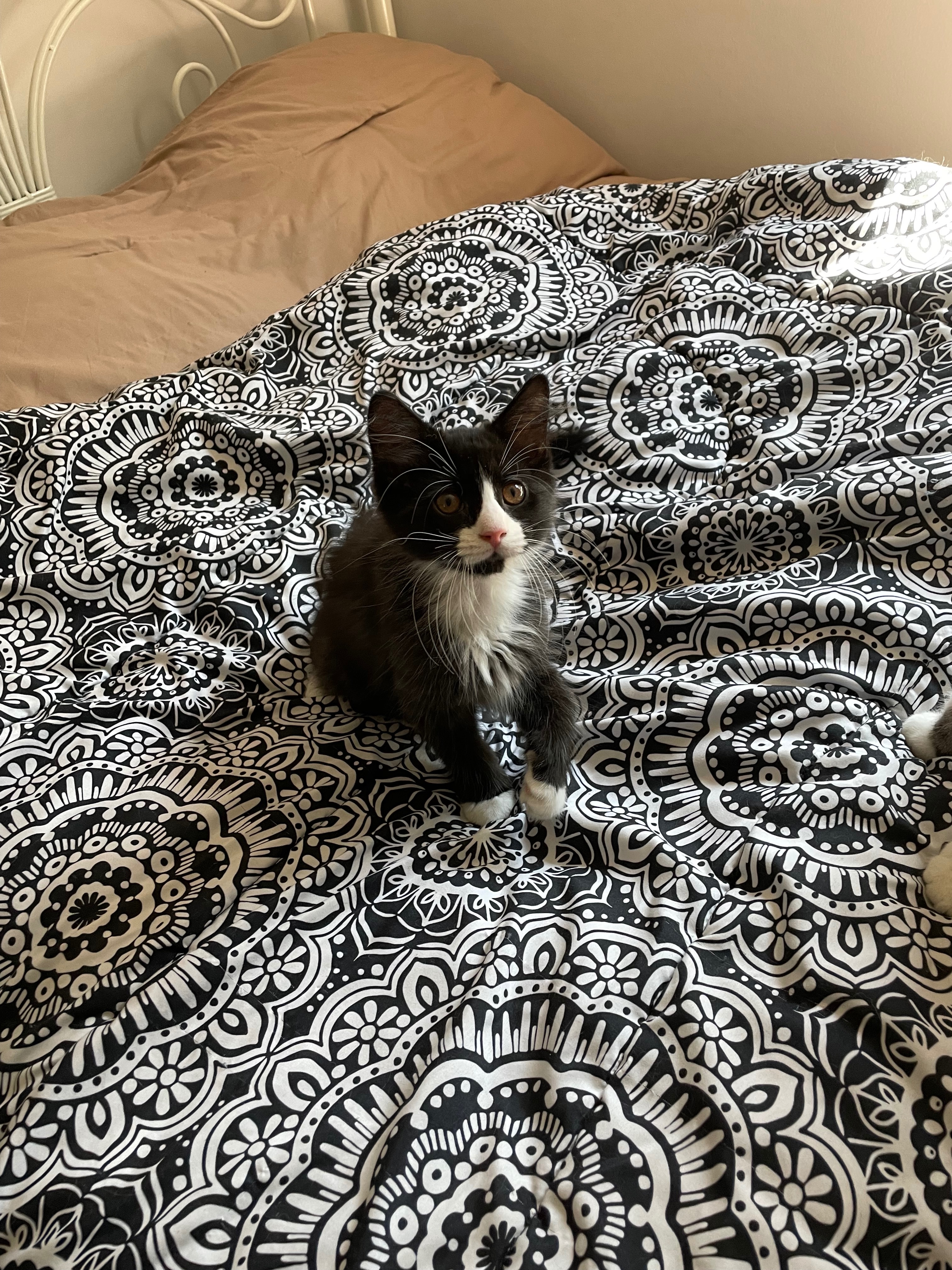 Wanda’s Emergency Surgery campaign photo, 2 of 5
