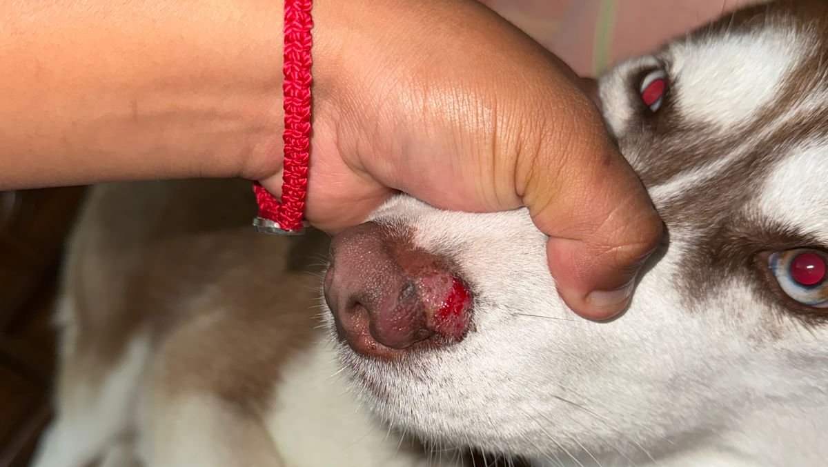 Ayuda para Kiara, mi perrita con carcinoma nasal photo