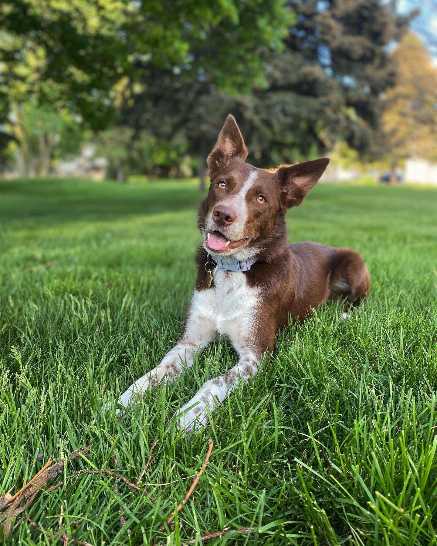 Donate to Ellie’s Healing and Rehabilitation campaign photo, 7 of 8