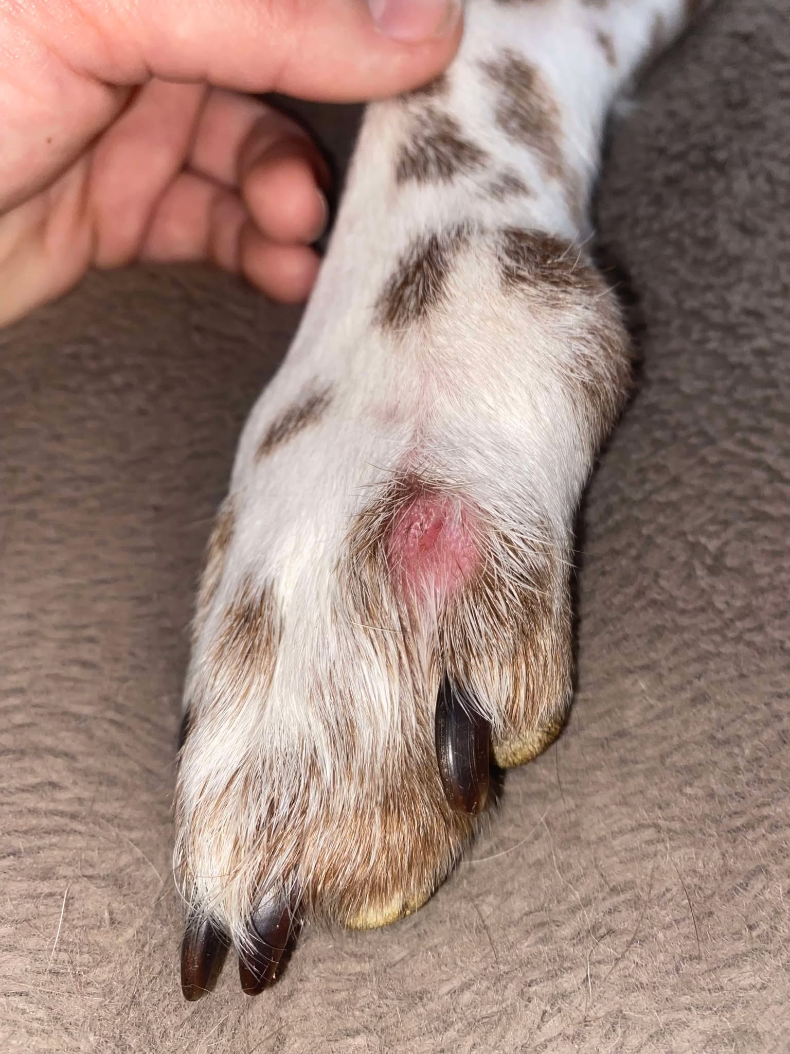 Donate to Ellie’s Healing and Rehabilitation campaign photo, 4 of 8