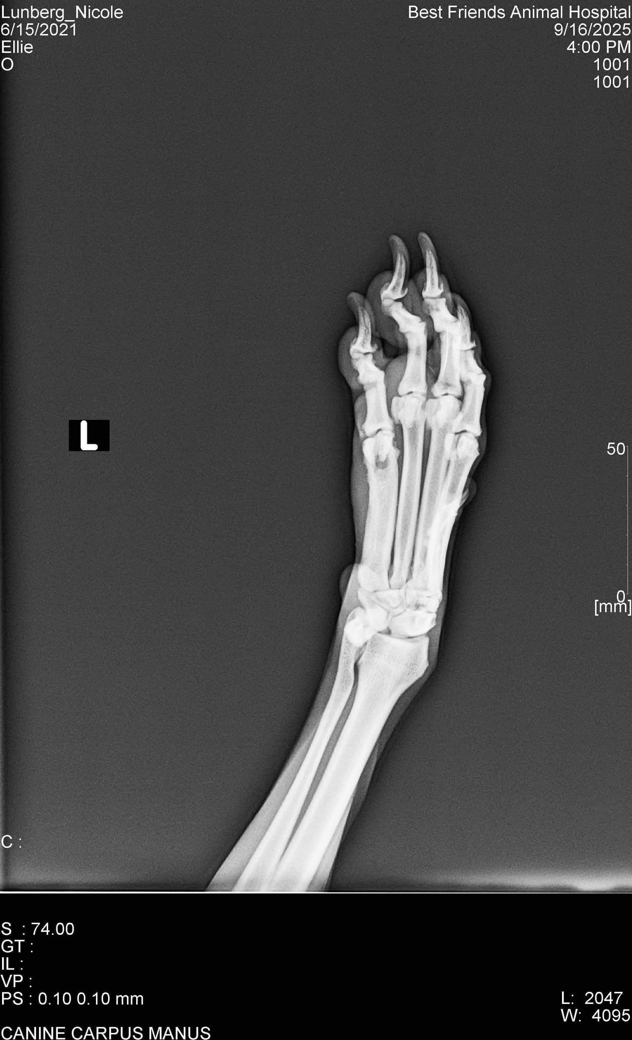 Donate to Ellie’s Healing and Rehabilitation campaign photo, 6 of 8