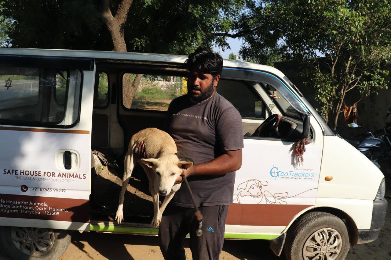 Help Us Feed, Heal & Protect Street Animals in Need campaign photo, 7 of 8