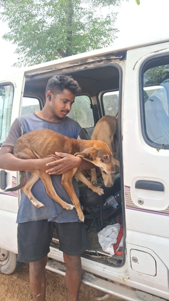 Help Us Feed, Heal & Protect Street Animals in Need campaign photo, 2 of 8