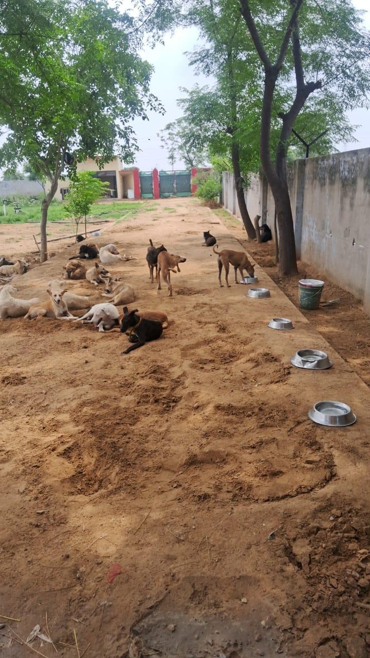 Help Us Feed, Heal & Protect Street Animals in Need campaign photo, 4 of 8