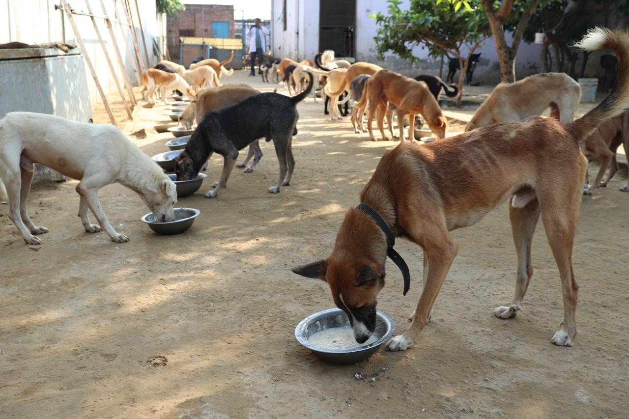Help Us Feed, Heal & Protect Street Animals in Need campaign photo, 6 of 8