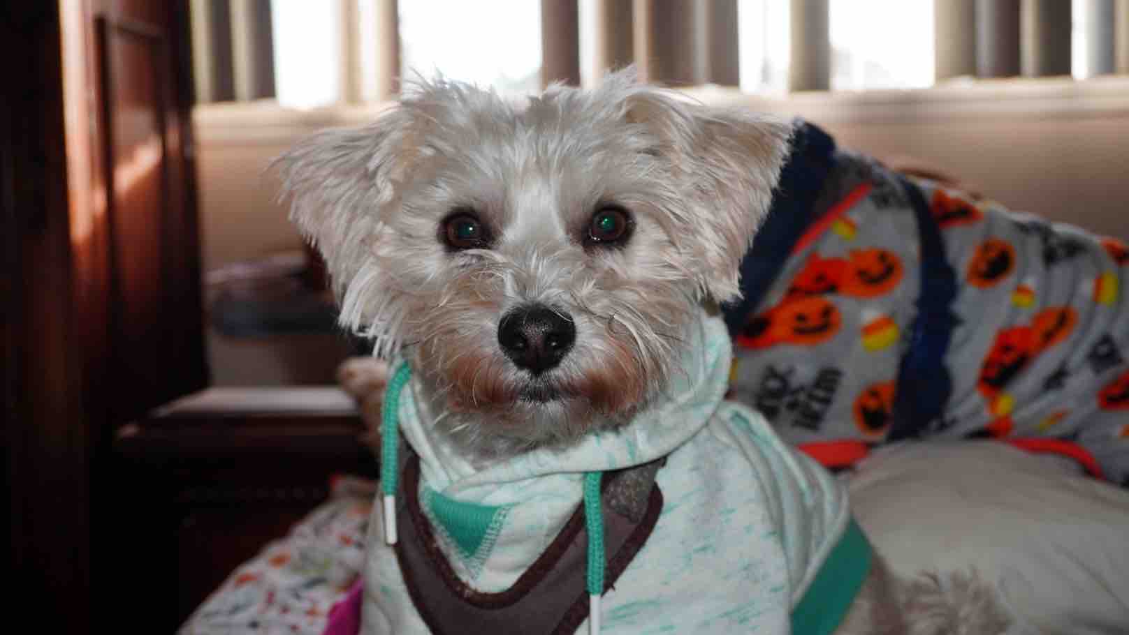 Help Speedy Get Emergency Surgery