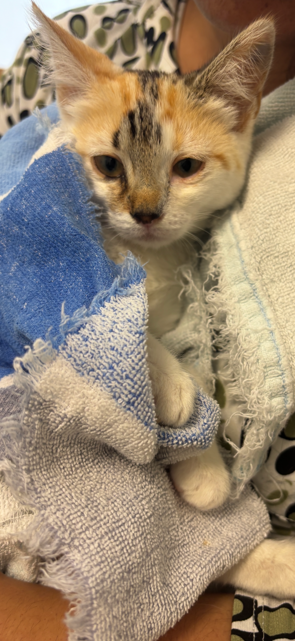 Save Princess: Urgent Surgery Needed campaign photo, 2 of 4