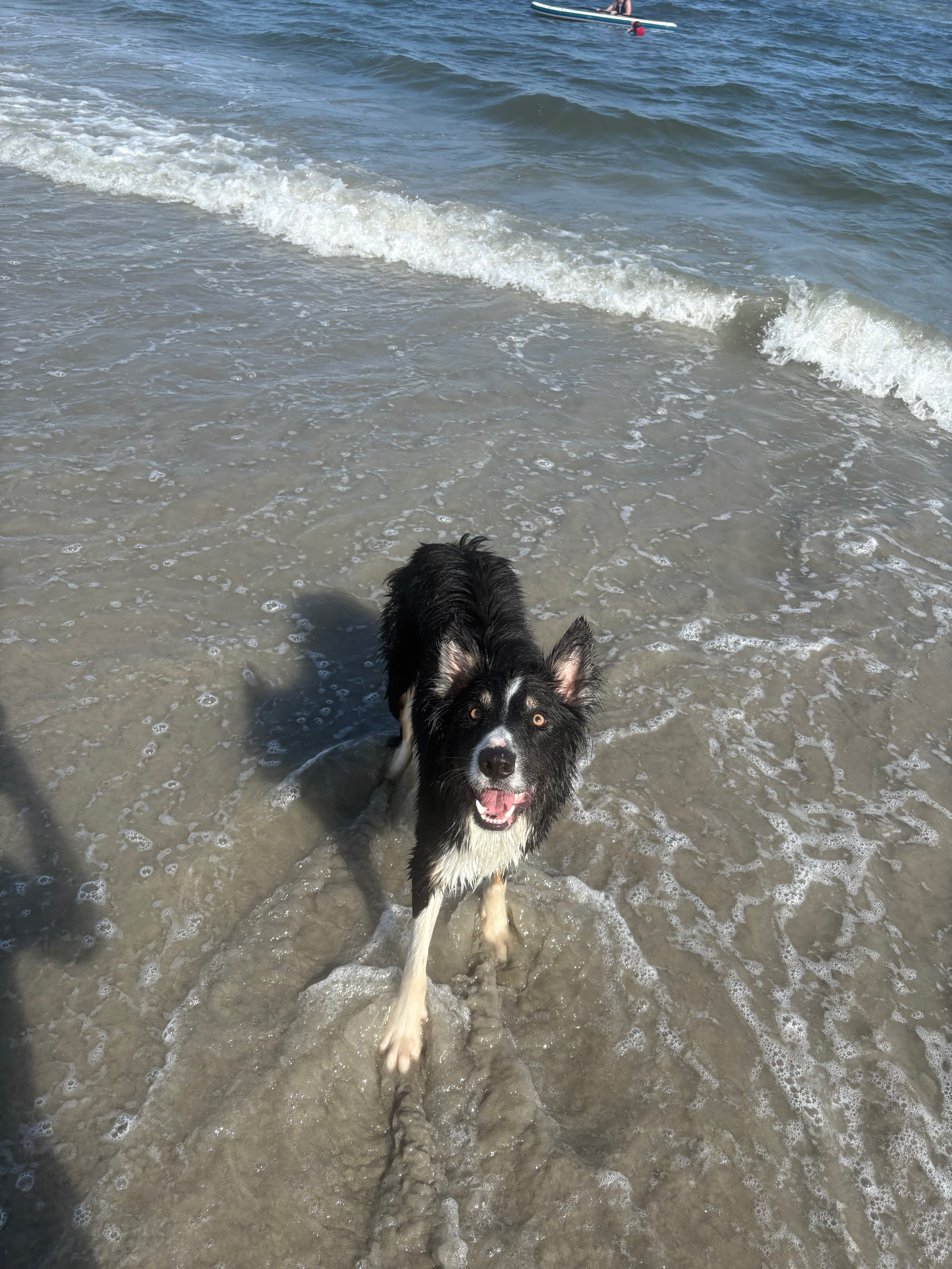 Give Obi a Second Chance to Play Again campaign photo, 7 of 8