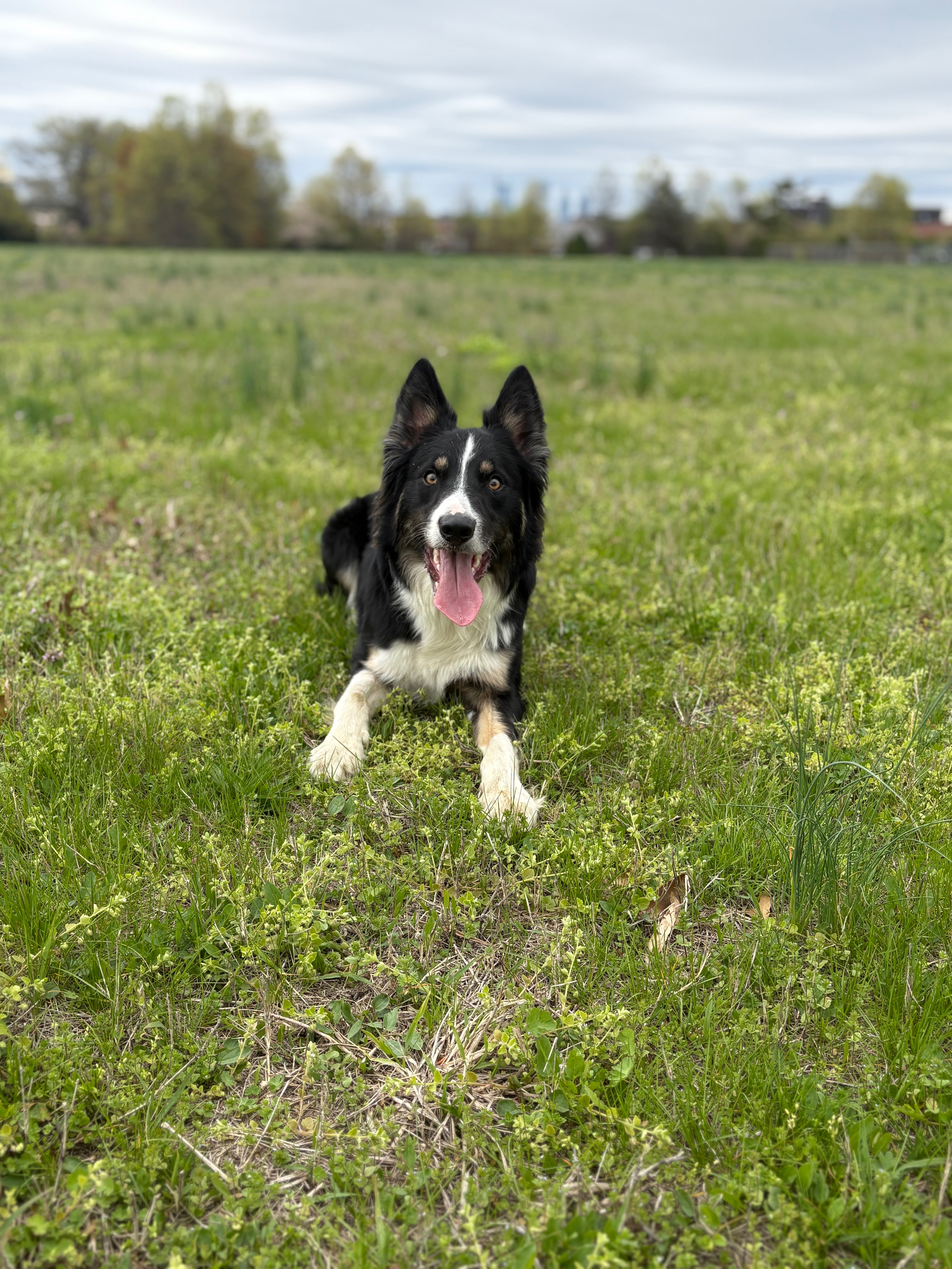 Give Obi a Second Chance to Play Again campaign photo, 4 of 8