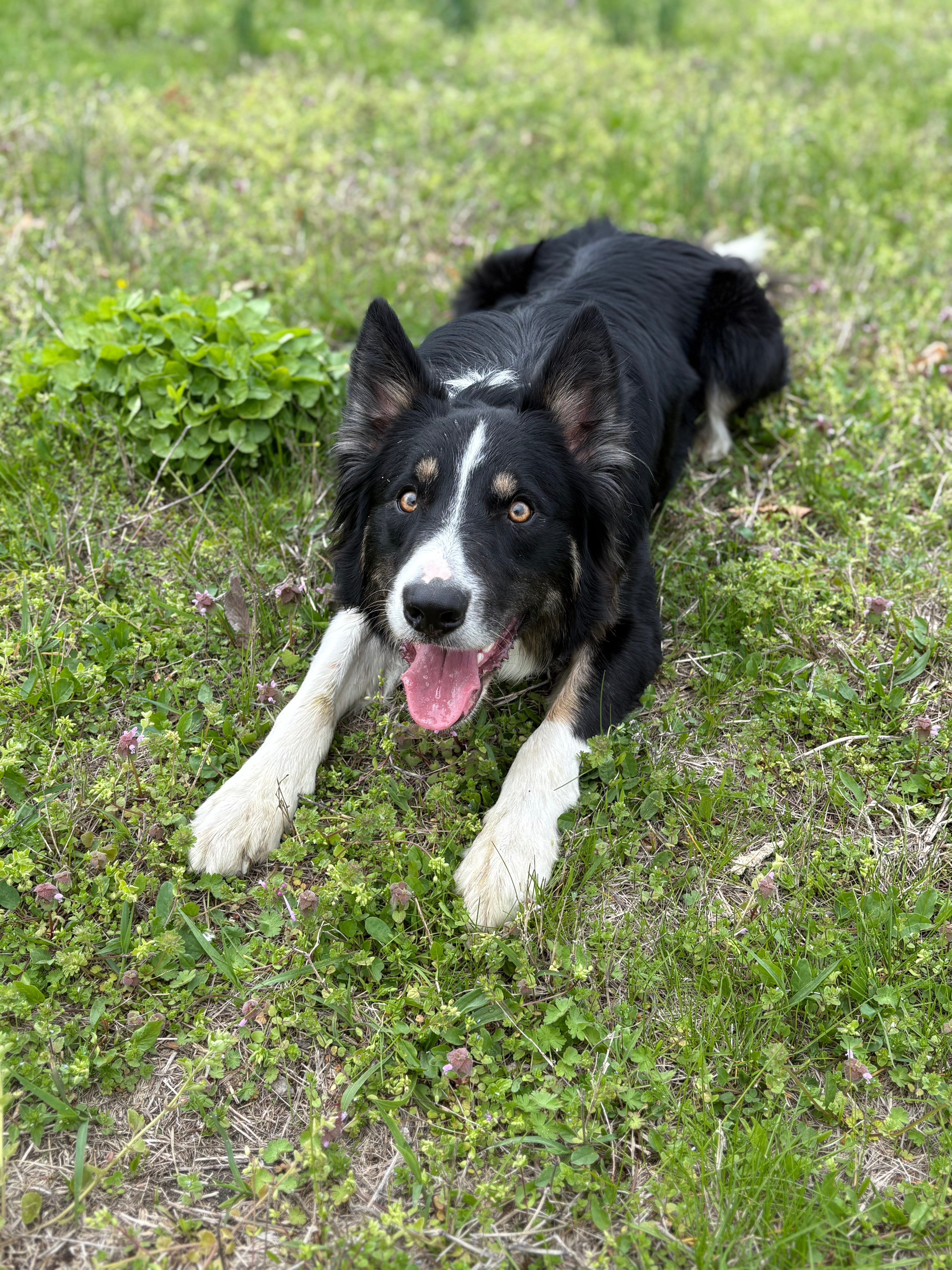 Give Obi a Second Chance to Play Again campaign photo, 6 of 8