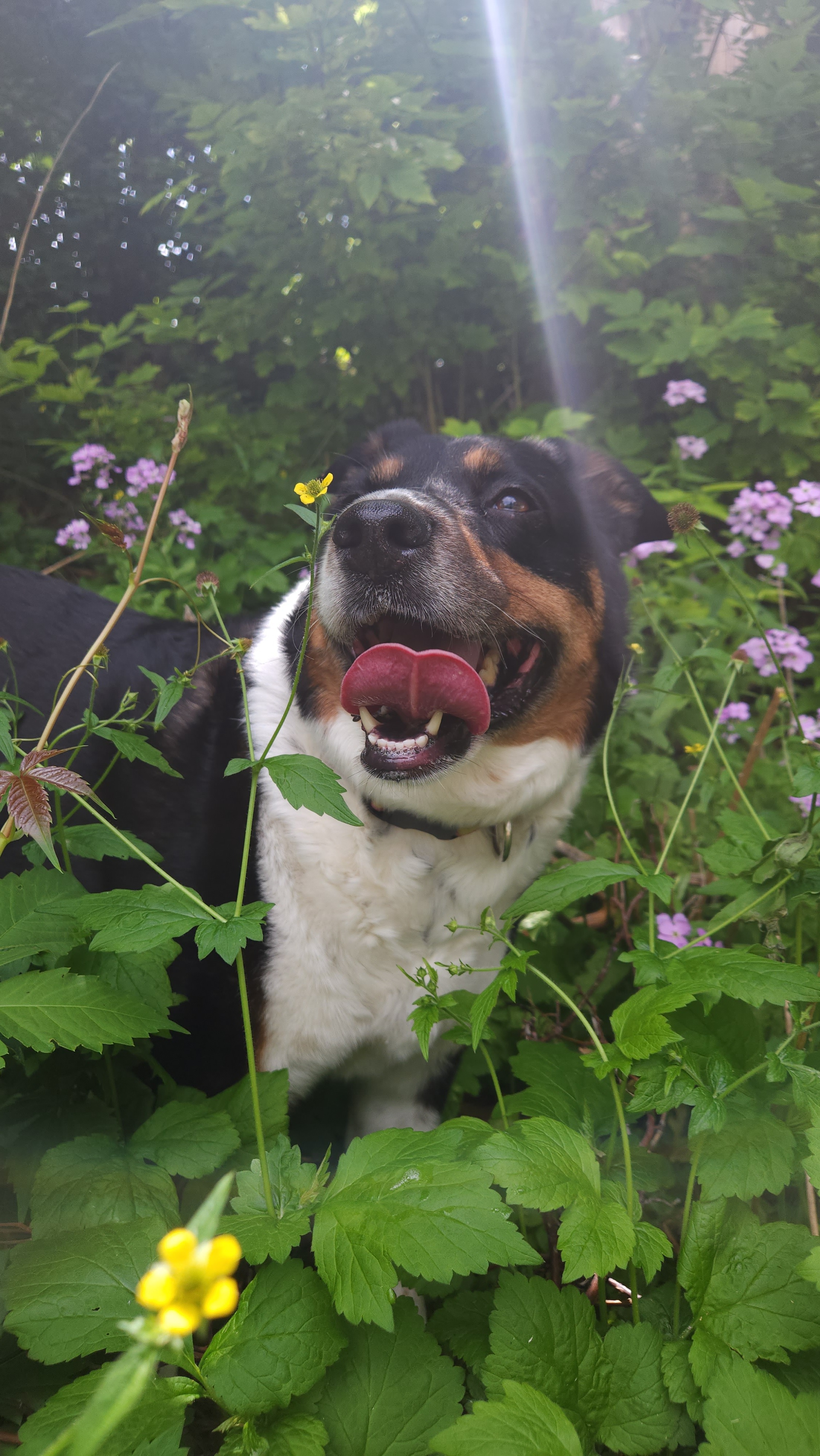Help with covering emergency vet bills for Lucy campaign photo, 6 of 7