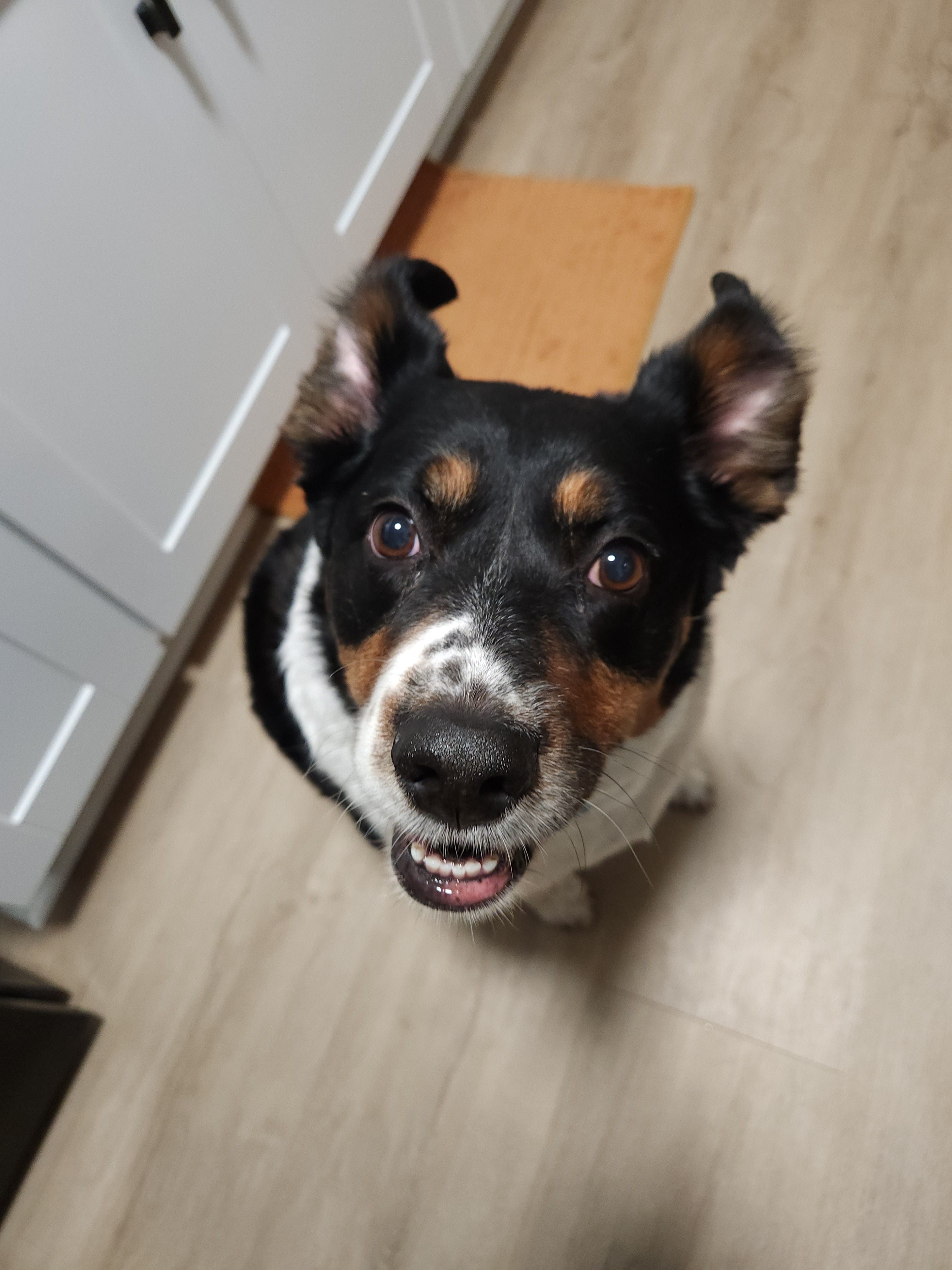 Help with covering emergency vet bills for Lucy campaign photo, 2 of 7