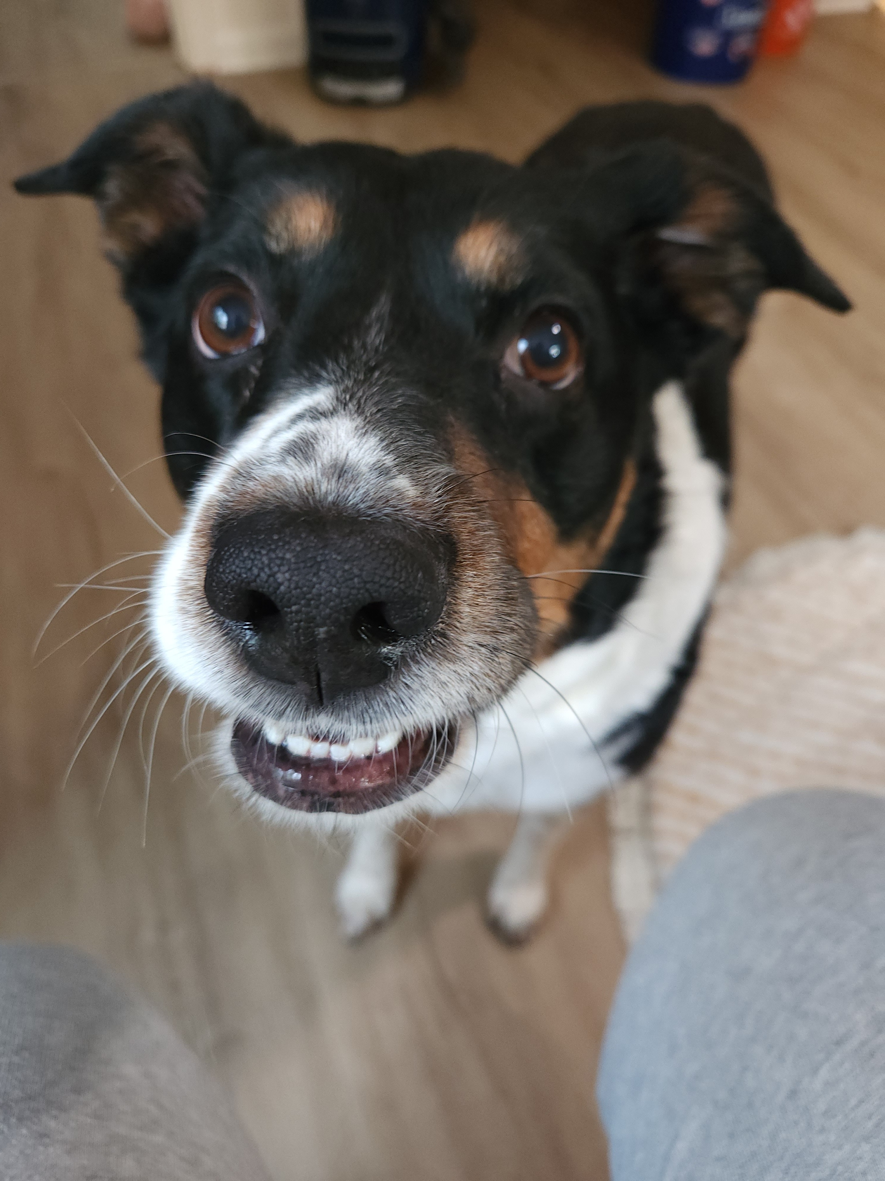 Help with covering emergency vet bills for Lucy campaign photo, 4 of 7