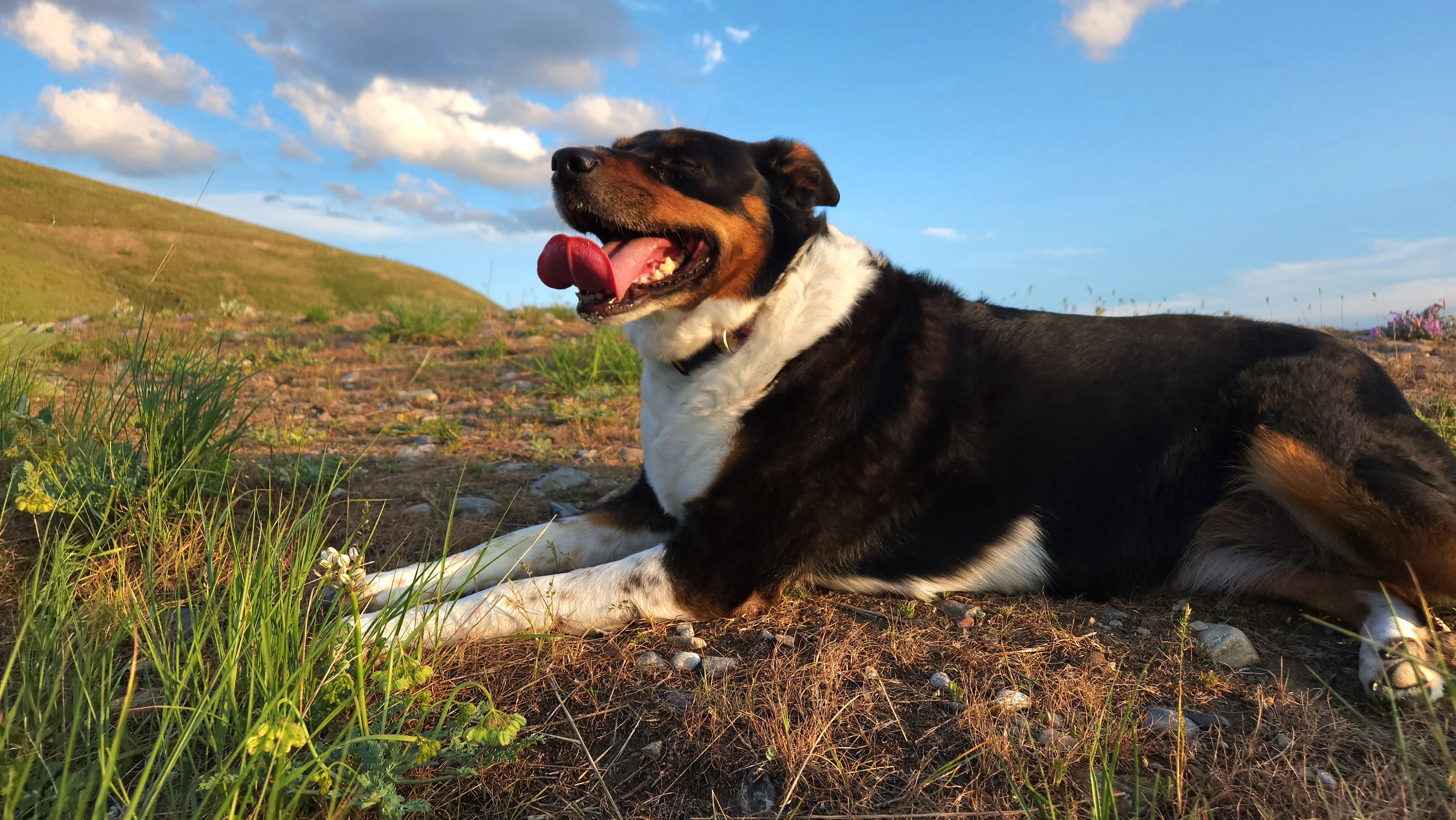 Help with covering emergency vet bills for Lucy campaign photo, 5 of 7