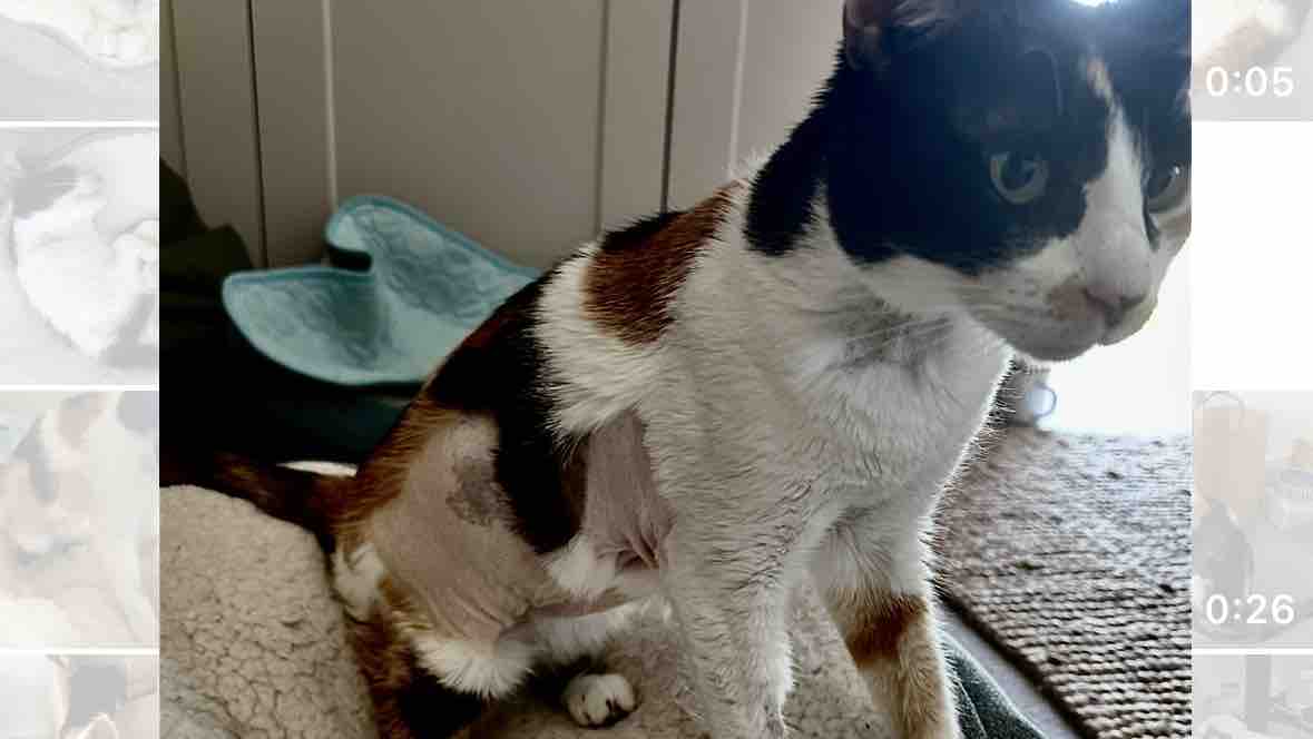Help Bluey get the specialist care she urgently needs photo
