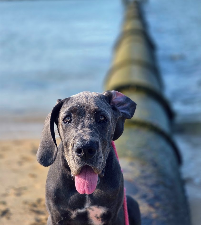 Support Melissa's Service Dog Stella's Surgery campaign photo, 6 of 7