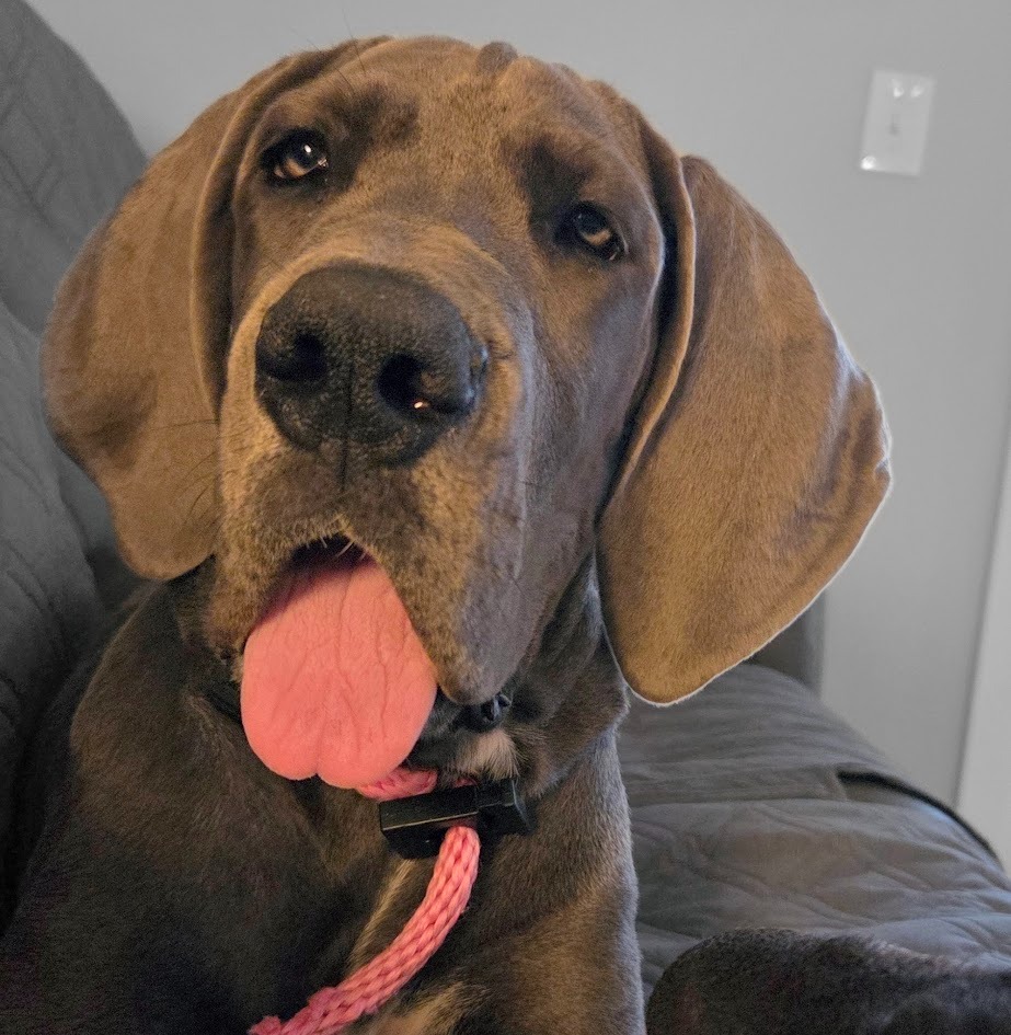 Support Melissa's Service Dog Stella's Surgery campaign photo, 4 of 7