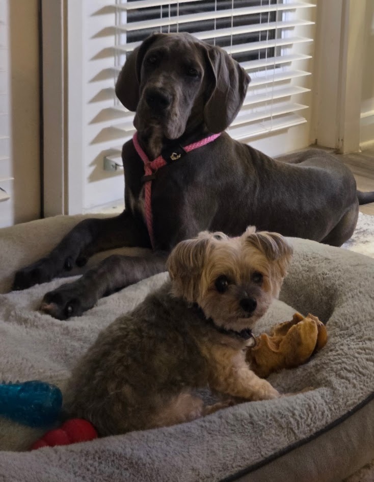 Support Melissa's Service Dog Stella's Surgery campaign photo, 2 of 7