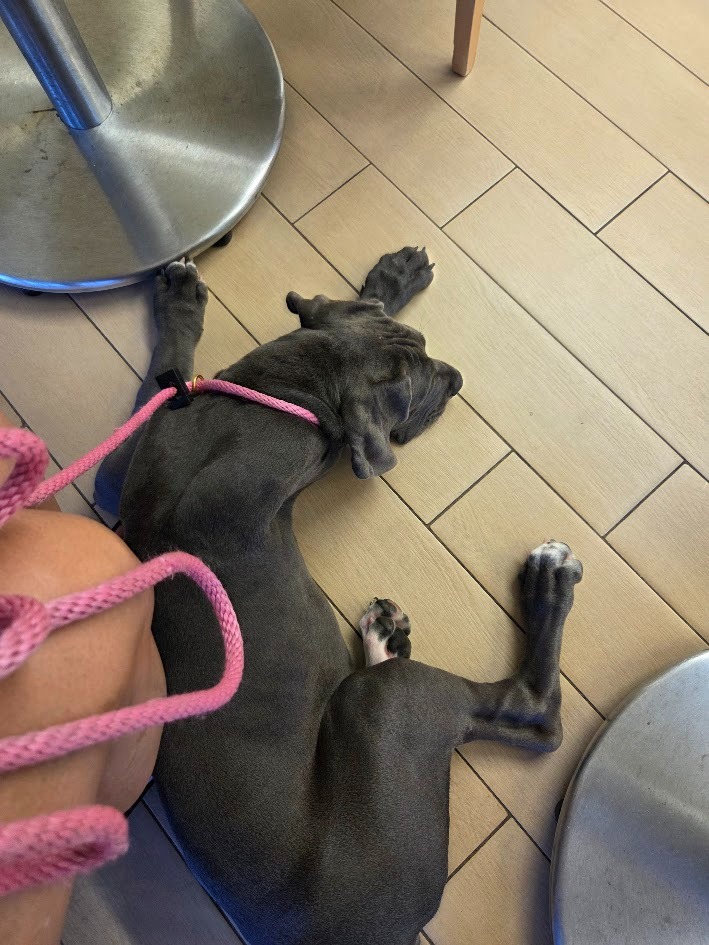 Support Melissa's Service Dog Stella's Surgery campaign photo, 5 of 7