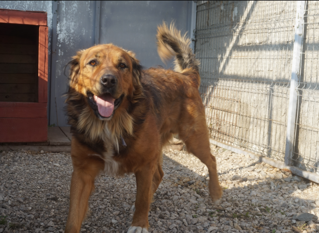 Please help Cristina reach her goal for the dogs campaign photo, 7 of 8