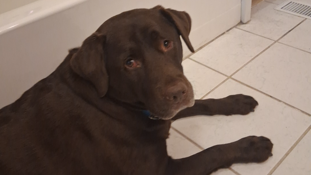 Can you please help with Moose's medical journey photo