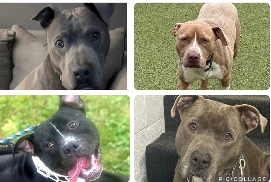 URGENT FUNDS NEEDED 4 DOGS campaign photo, 2 of 4