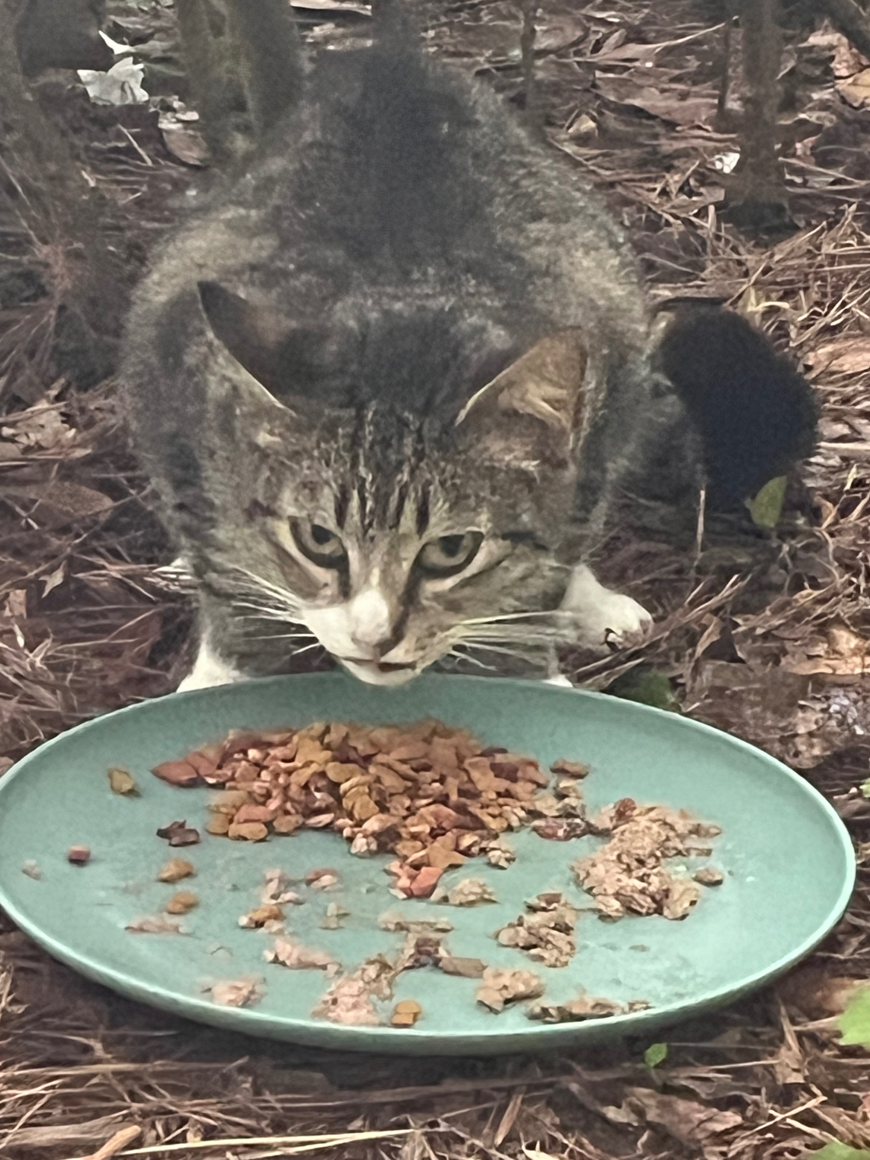 Support Debby's Mission for Brunswick County Cats campaign photo, 7 of 8