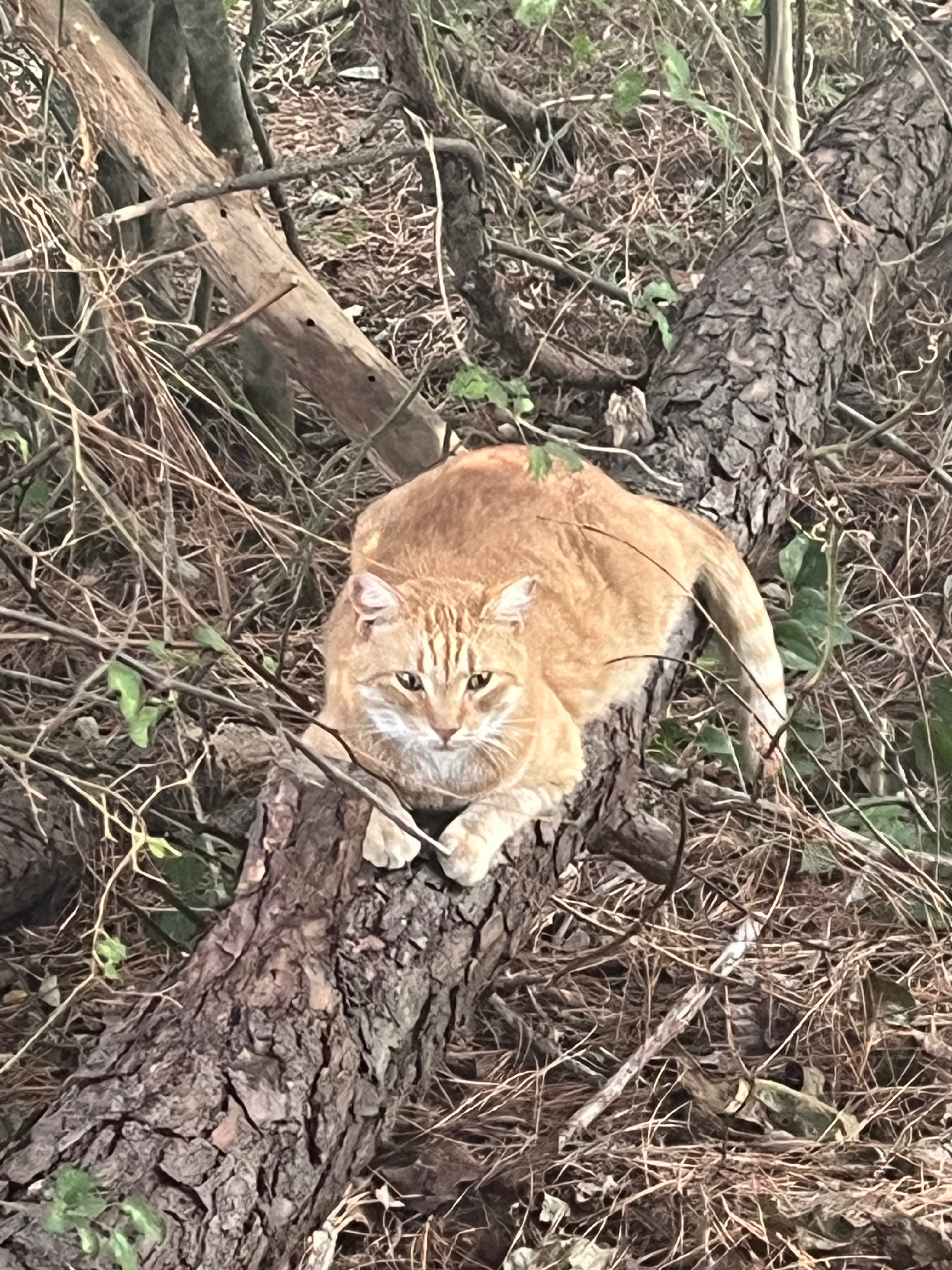 Support Debby's Mission for Brunswick County Cats campaign photo, 4 of 8