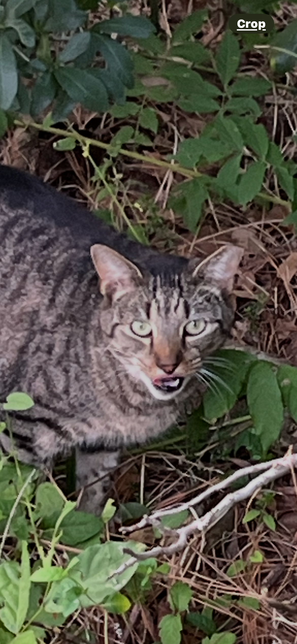 Support Debby's Mission for Brunswick County Cats campaign photo, 5 of 8