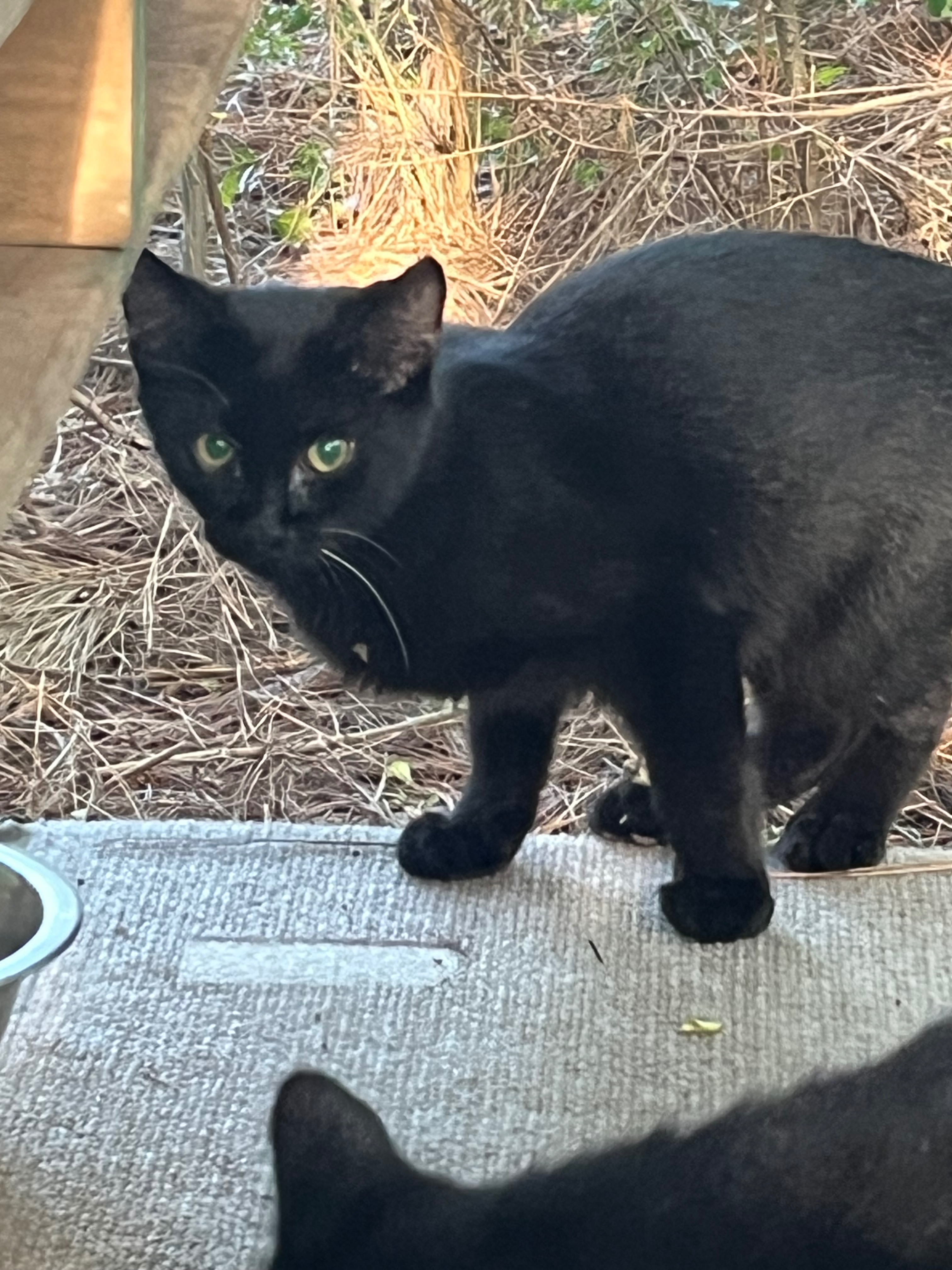 Support Debby's Mission for Brunswick County Cats campaign photo, 6 of 8