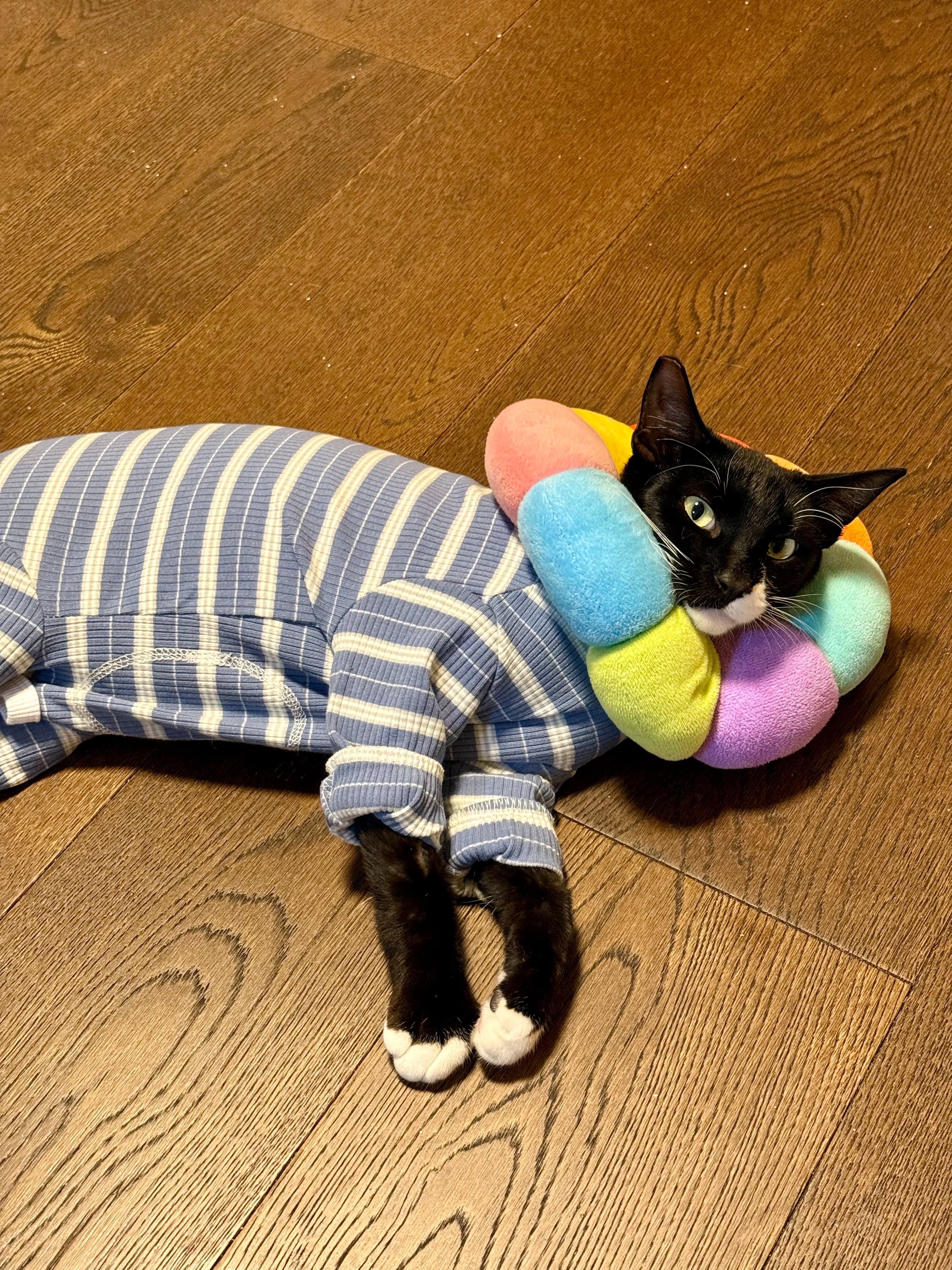 Help Scraggles Heal: Support His Journey campaign photo, 7 of 7