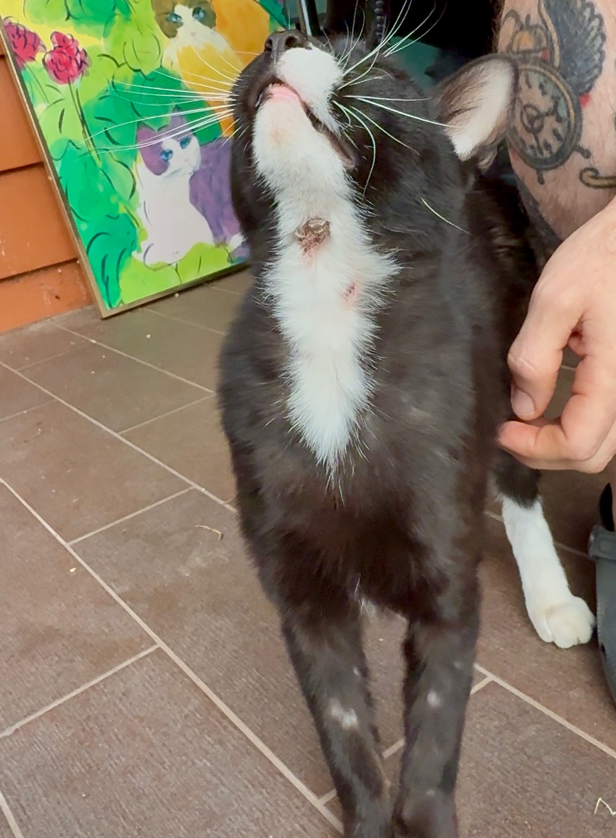 Help Scraggles Heal: Support His Journey campaign photo, 2 of 7