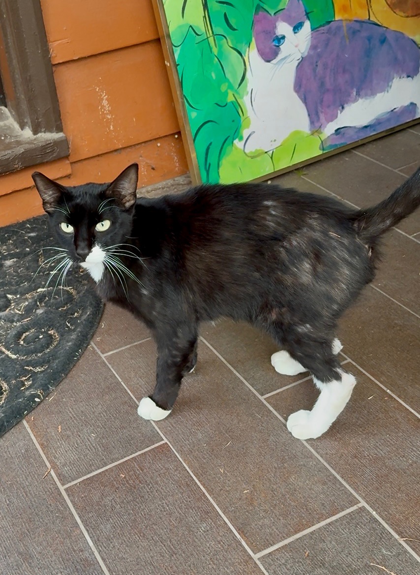 Help Scraggles Heal: Support His Journey campaign photo, 4 of 7