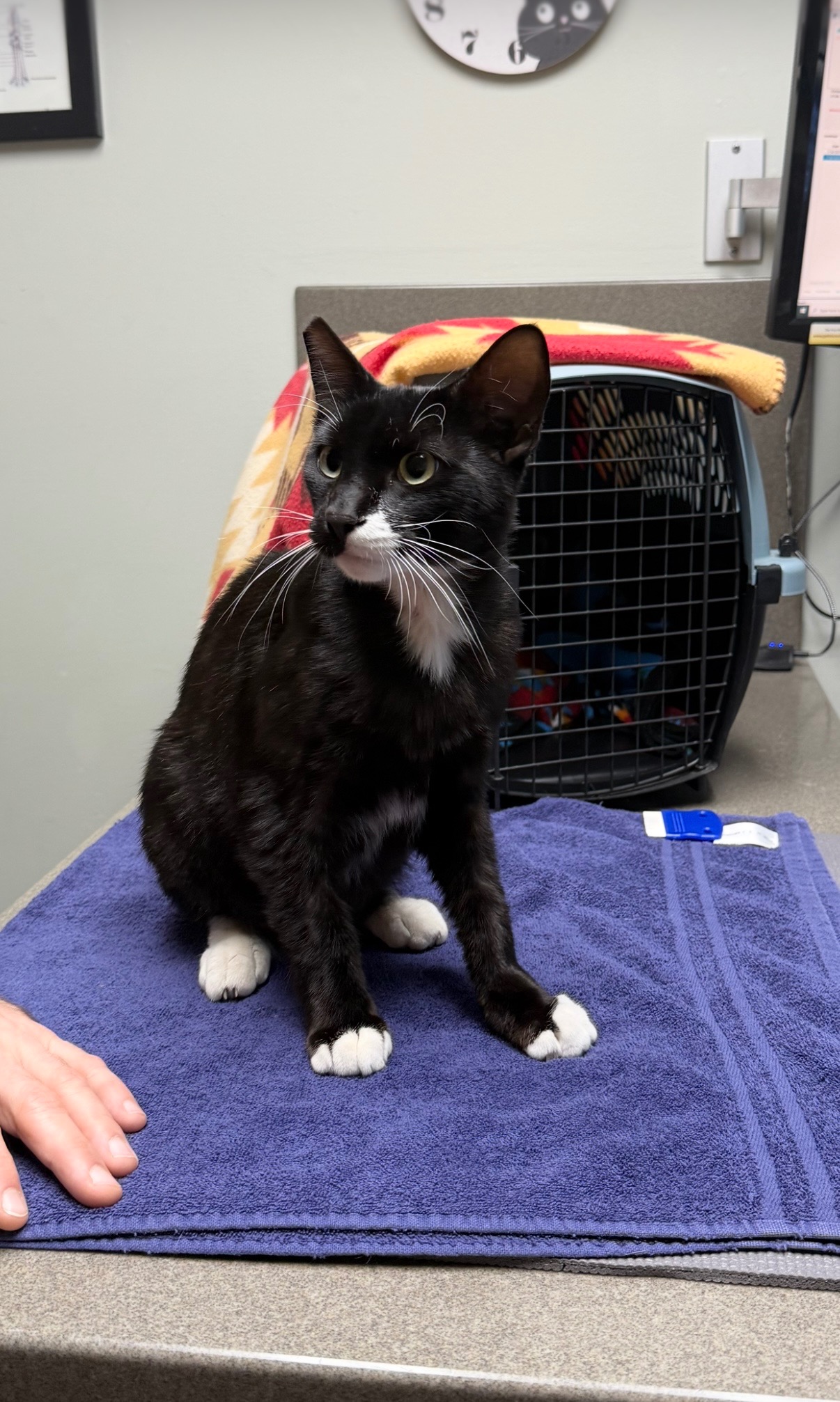 Help Scraggles Heal: Support His Journey campaign photo, 6 of 7