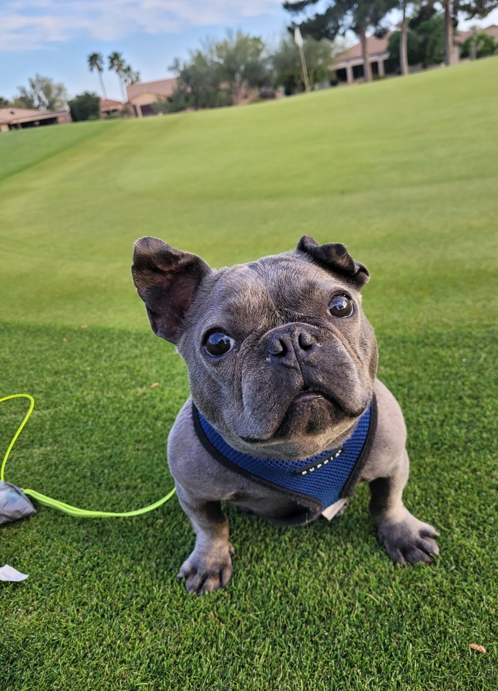 HELP SAVE BOGLIN'S LIFE! HE NEEDS YOUR HELP & HE'S WORTH IT! campaign photo, 7 of 8