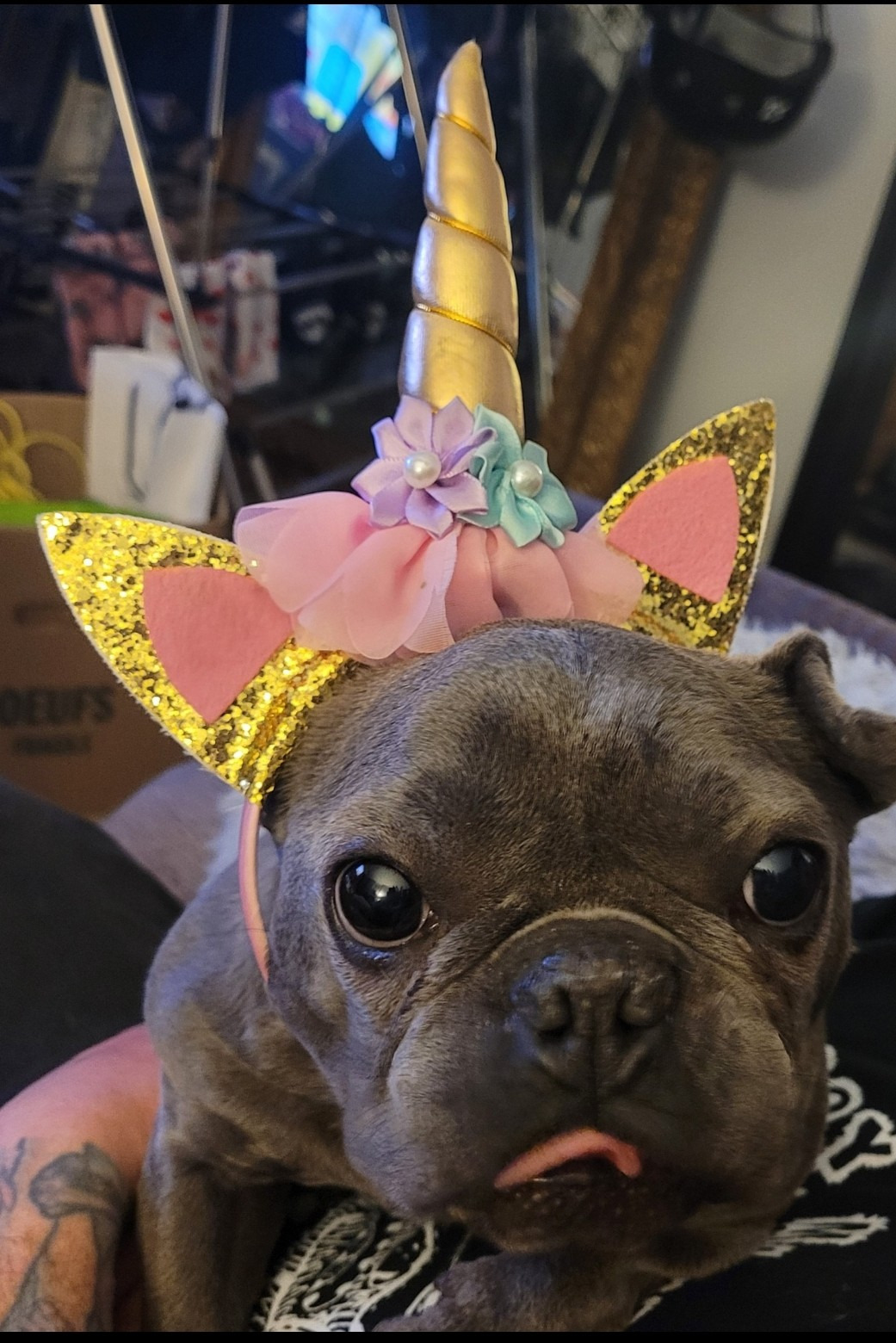 HELP SAVE BOGLIN'S LIFE! HE NEEDS YOUR HELP & HE'S WORTH IT! campaign photo, 2 of 8