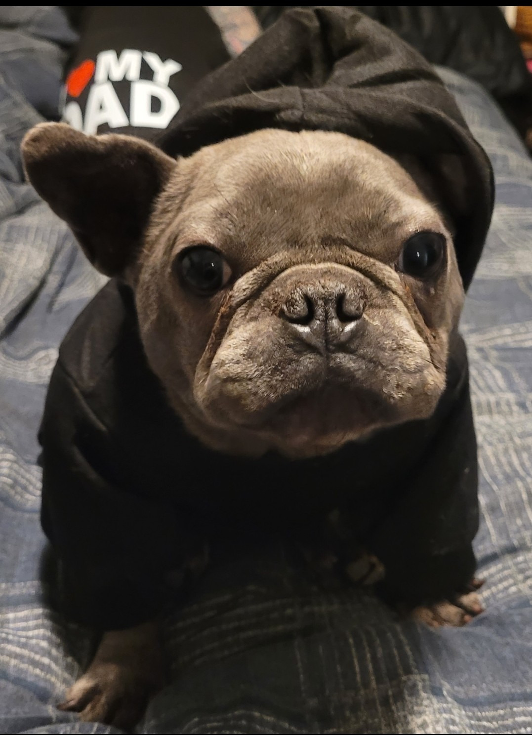 HELP SAVE BOGLIN'S LIFE! HE NEEDS YOUR HELP & HE'S WORTH IT! campaign photo, 5 of 8