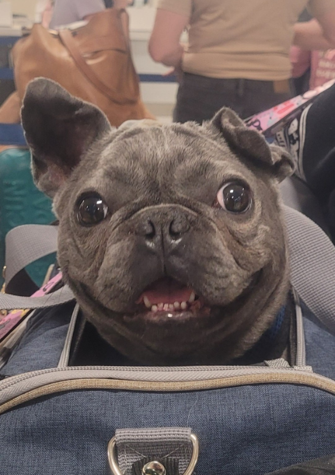 HELP SAVE BOGLIN'S LIFE! HE NEEDS YOUR HELP & HE'S WORTH IT! campaign photo, 6 of 8